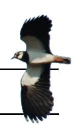 Figur. forts. Populationstrender för 9 arter. Species indices (cont.)...5. Trana, Grus grus (-, -, -; 65, 5., ***; 6,., ***) 975 985 995 5 5 7 6 5 Rörhöna, Gallinula chloropus (-, -, -;, -.9, *;,.