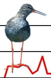 975 985 995 5 5 975 985 995 5 5 5 Grönbena, Tringa glareola (-, -, -; 7, -.6, NS; 5,., NS).5 Drillsnäppa, Actitis hypoleucos (-, -, -;, -., ***; 57, -, **).