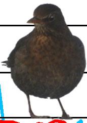 Figur. forts. Populationstrender för 9 arter. Species indices (cont.).. Rödvingetrast, Turdus iliacus (-, -, -; 868, -.8, ***; 86, -., ***). Ringtrast, Turdus torquatus (-, -, -; -, -, -; 7,.8, *).5.