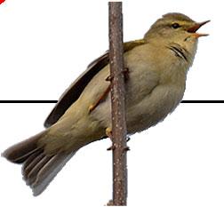 Figur. forts. Populationstrender för 9 arter. Species indices (cont.). Rörsångare, Acrocephalus scirpaceus (-, -, -; 8, -., ***;, -., *). Kärrsångare, Acrocephalus palustris (-, -, -; 65,., **; 65,.