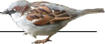 Figur. forts. Populationstrender för 9 arter. Species indices (cont.). 5 Bergfink, Fringilla montifringilla (9, -.9, NS; -, -, -; -, -, -) Bergfink, Fringilla montifringilla (-, -, -; 7, -.