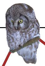 Figur 5. forts. Trender för fåglar räknade på natten. Species indices (cont.).