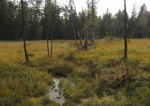 Skogsarter och ris Det är den strikta eller projicerade täckningsgraden sedd rakt uppifrån som skattas i procent av hela rutramen.