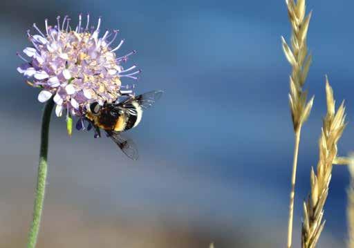 Våtmark vid Bågetjärnets SO-ände, 09C9a180101 I sydkanten av sjön Bågetjärnet mynnar en liten bäck från Gäddetjärnet och i anslutning till denna breder en liten starrbevuxen mad ut sig.