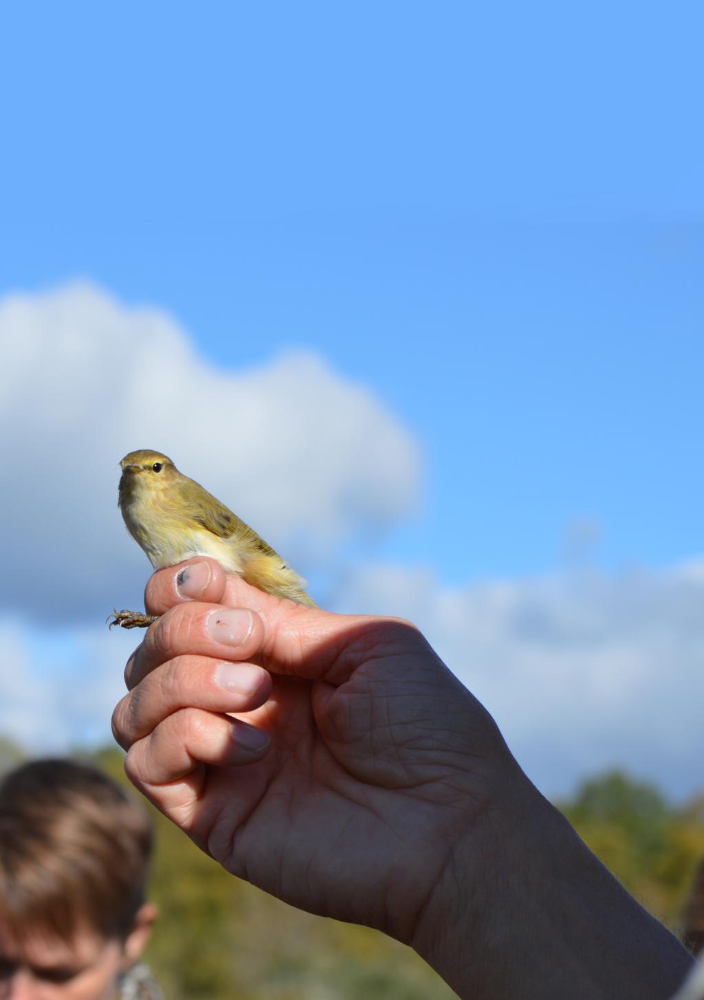 Utflyktsprogrammet vår & sommar 2019 Häng med ut i naturen! Naturupplevelser, guidningar, cykelturer, familjeaktiviter och mycket mer. Kartlänkar och mer detaljer finns på: www.