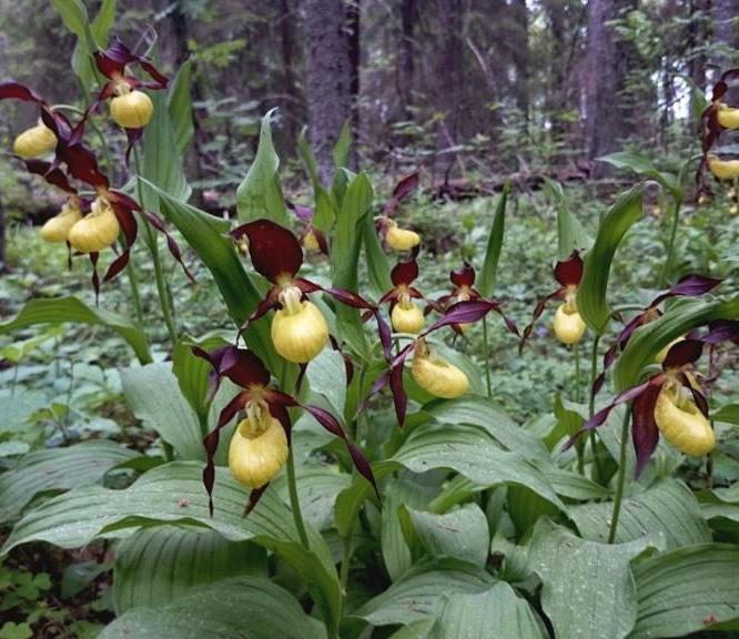69. Orkidévandring vid Måsjön När: Onsdag 5 juni kl. 19 Var: Måsjön, samling vid Preemmacken i Gimo för samåkning.