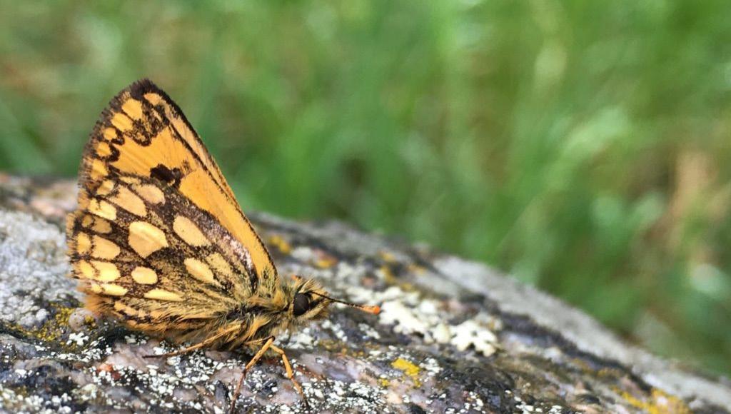 72. Fågelguidning på ön Björn När: Lördag 8 juni kl. 8 12 Var: Ön Björn, samling på parkeringen i Fågelsundet, Hållnäshalvön.