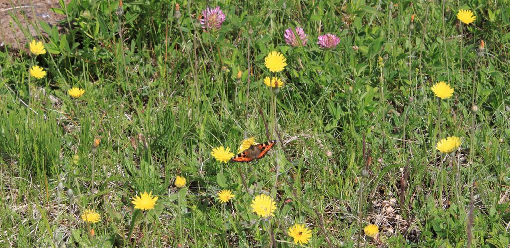 Tillsammans med guiden Svante von Strokirch besöker vi det gamla torpet Risön och bekantar oss med de vilda och förvildade blommorna. Ta med matsäck. Arrangör: Naturskyddsföreningen i Tierp 79.