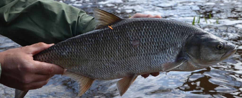 17. Utflykt till Fageruddsåsen När: Lördag 27 april kl. 10 12 Var: Fageruddsåsens naturreservat. Samling på stora parkeringen. Busshållplats.
