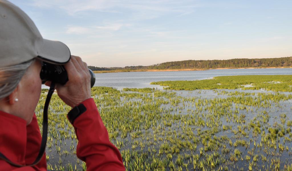 Här vid Ulva finns flera bänkar, bord och fina ytor för en picknick. Ta med fredagsmyset och häng med! 32. Fåglar vid Hjälstaviken När: Lördag 11 maj kl.