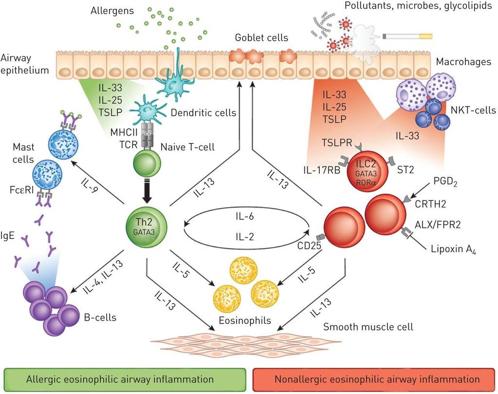 Anti IL-5 (Nucala ) Monoklonal IgG-antikropp (Mepolizumab) Hög affinitet till Interleukin 5 produktion/överlevnad av eosinofiler Studier har visat Minskad risk för astmaexacerbationer/