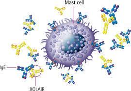 Anti-IgE (Xolair ) Monoklonal IgG-antikropp (Omazilumab) Binder till den receptorbindande delen av cirkulerande IgE Dosering: Subcutan injektion Doseras efter vikt + total IgE (75 600 mg) Var 2-4:e