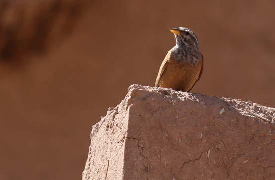 Ängspiplärka (2) blir ny rese-art, flera sävsångare, och marockanska sädesärlor. En flock med 130 vita storkar seglar in i aftonen. Härlig middag utomhus på Kasbah Sirocco.