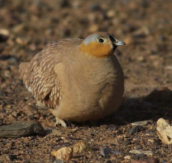 Väggarna känns varma och mjuka, de är gjorda av halm och lera. En fantastisk upplevelse att få sitta inne i berber-nomadernas hus vid foten av Erg Chebbi.