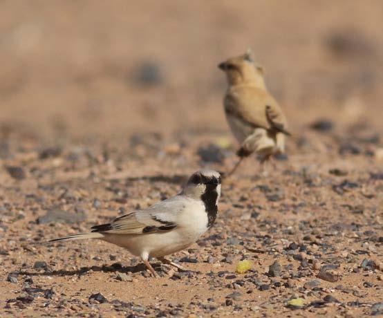 Jeepförarna kör oss genom habitat där vi finner ökenlöpare och härfågellärka, vissa har även turen att se tjocknäbbad lärka på riktigt bra håll. Lite korttålärkor och sandökenlärkor ses också.