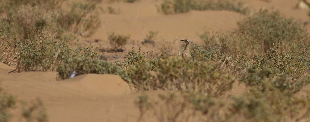 Ökenlöpare Sen styr vi ut mot Tagdilt track - the most depressing birding site in the world - enligt Peter.