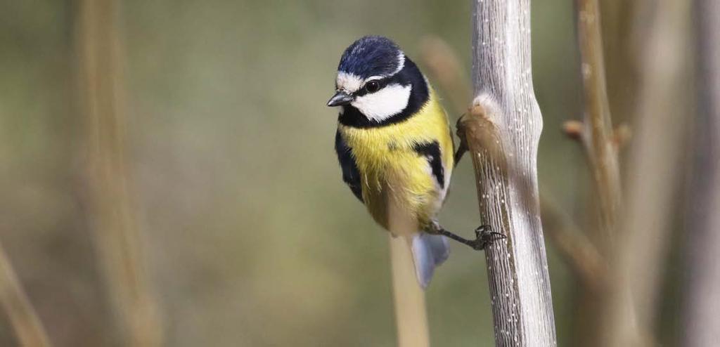 Ökenberglärka är en annan fågel som vi lyckas se här och sydlig varfågel, lagerlärka, härfågel och vitkronad stenskvätta, kan läggas till protokollet.