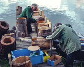 Holkar för storskrake, salskrake och knipa snickras ihop. Foto: Ralf Wistbacka. En ruvande storskrake känner sig trygg mot kråkor och räv i bajslådan i biologiska stationens utedass. (5.6.