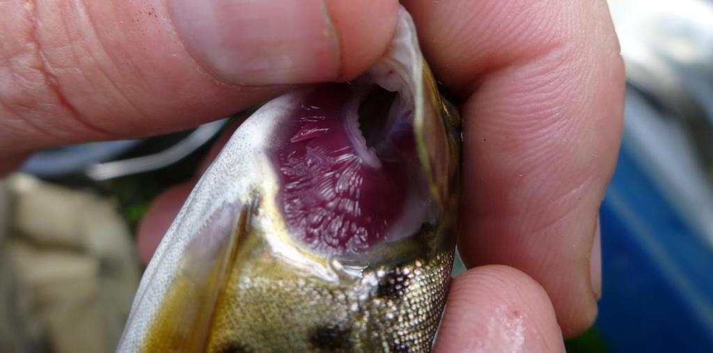 Metod Den parasitiska fasen i flodpärlmusslornas reproduktion undersöks genom att samla in värdfiskar och undersöka fiskens gälar med avseende på larvförekomst.