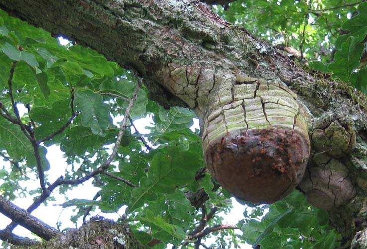 Ekbackens höga naturvärden är framförallt knutna till de många ekar som finns inom området. De äldsta ekarna är runt 200 år och har en diameter som är över 100 cm.