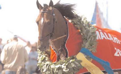 Tränare: Svanstedt Åke, Kvänum Totalisatoromsättning: 1.194.967 kr. Odds: 3,11. Plats: 1,38-1,19-1,56. Sto-SM (Gr II Nat) Åby 16 oktober. Något tung bana. 745.000 kr. 2140 m. 1 Hilda Zonett 14,8 400.