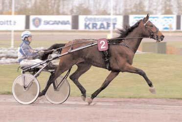 Vinstrikaste 2-åringar Vinstrikaste varmblod Bertuzzi ägs, tränas och sköts av amatören Sölve Bäck, Insjön, och vann Svensk Uppfödningslöpning Hingstar och valacker Svenskregistrerade Alla starter i