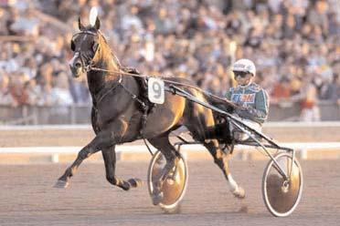 Vinstrikaste äldre Vinstrikaste varmblod Gidde Palema (Åke Svanstedt) travade hem 7,4 miljoner och flera av de allra största loppen, däribland Elitloppet.