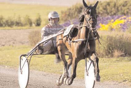 Snabbaste 4-åriga ston Snabbaste kallblod Gullan Fax är drottning bland kallblodsstona och snabbast både med voltoch autostart. Svenskfödda Utlandskfödda Gullan Fax Ro 10/5 2180 1.