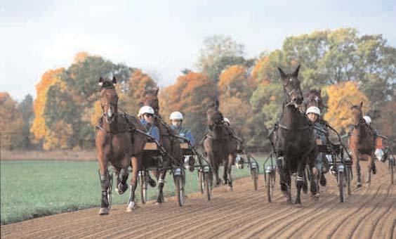 Vinstrikaste träningsstall Professionella svenska träningsstall 2004 Träningsstall Bana St 1 2 3 Summa Aarum Dagfinn, Forshaga F 45 3 4 7 194218 Abelin Per-Arne, Åmål Åm 41 3 4 4 246472 Adielsson
