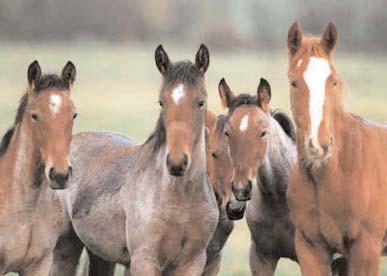 Betäckningsstatistik Kallblodshingstar - betäckningar 2004 Aaby Pil 10 Aldermarin 5 Alm Silver 0 Bodbäckspålle 12 Brännapål 22 Busbra 0 Drillo 27 Eder 45 Elding 110 Forin Brage 9 Glöding 9 Guli