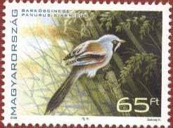 Skäggmes Panurus biarmicus Lars Gezelius Den långa och tidvis mycket kalla vintern gick skoningslöst hårt åt Tåkerns skäggmesar. 55 observationer under året finns på Artportalen.