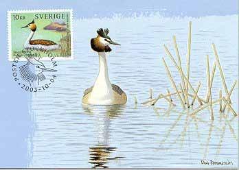 Skäggdopping Podiceps cristatus Lars Nilsson Inventeringen av skäggdopping som återupptogs 1996 efter över 2 års uppehåll fortsatte för sextonde året.