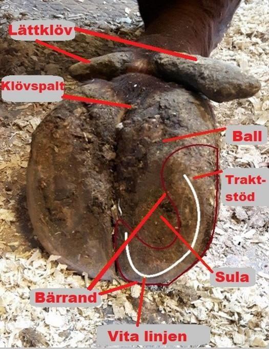 Köttklöven försörjer skelettet och de hornbildande cellerna med näring. Sulans uppgift är bland annat att skydda köttklövens vävnad (Bergsten, 2001).