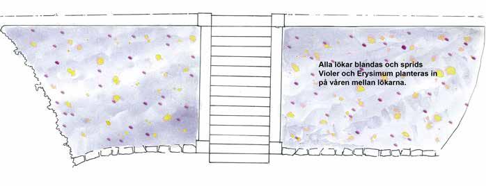 Plats: Släntrabatterna vid trappan upp till de övre trädgårdarna Blandning Tulipa Concerto Tulipa Vanilla Cream Tulipa Candy Prince Tulipa Silver Cloud Tulipa Negrita Tulipa Violet Beauty Tulipa