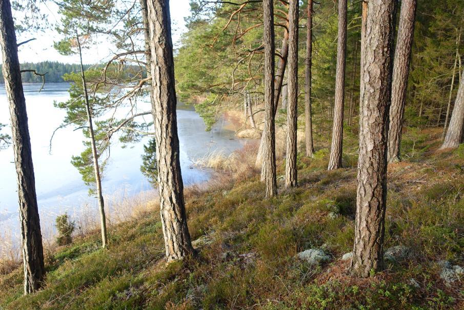 Inventeringar Inga särskilda inventeringar planeras i naturreservatet.