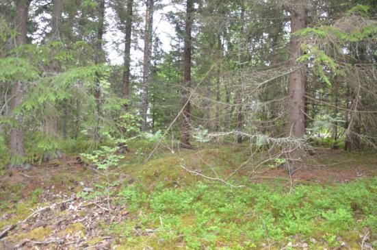 6.2 Tomtläge 2 Tomtläget ligger i anslutning till en befintlig rad av hus i väster. Marken utgörs mestadels av sand och sandig morän.