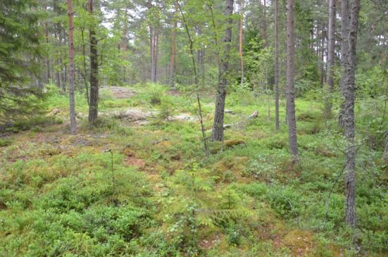 i tomtgräns mot grannliggande fastighet och som ansluter till dike i vägkanten.