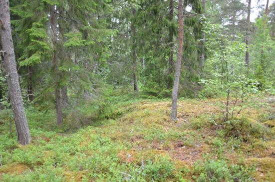 5 Tomtläge 6 Tomtläget ansluter till befintliga hus åt båda hållen.