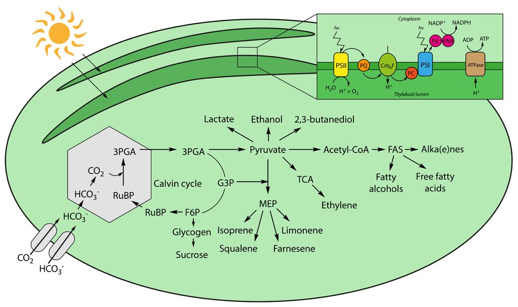 has been realized for products that branch off close to the carbon fixation pathway 20. Examples of high titers for such products in Synechocystis are 5.5 g L -1 ethanol, and 0.8 g L -1 lactate 21,22.