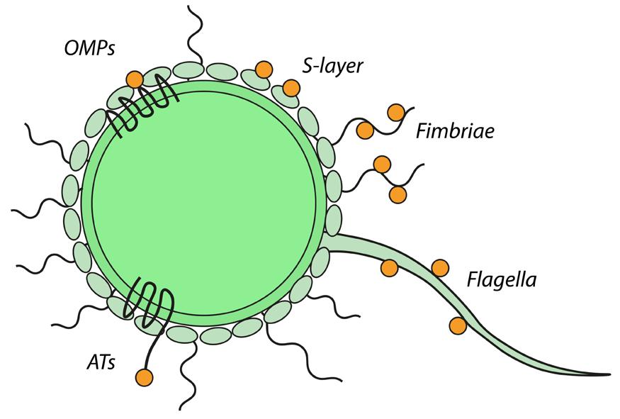 Surface display applications have ranged from whole cell catalysis where the cell envelope helps stabilize the displayed enzyme 76, display of cellulases to help break down lignocellulosic feedstocks