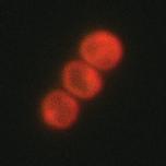 For the flow cytometry analysis