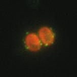 median fluorescence intensities