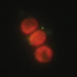 For the immunofluorescence
