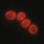 Synechocystis are shown.