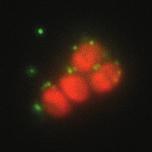 antigen 43-Z Taq Z Taq wild