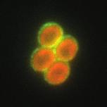 MFI D PilA1-Z Taq PilA1-Z Taq
