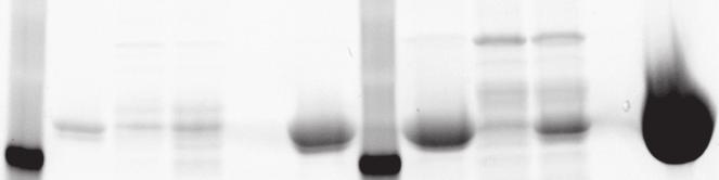 The immunofluorescence analysis showed that in the best display-strains Z Taq -Slp and PilA1-Z Taq pilt1, the fusion proteins were able to form a cell-enveloping S- layer or become incorporated into