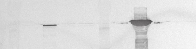 Analysis of the Slp fusion proteins confirmed the previous result that only Z Taq -Slp, and not Slp-Z Taq, managed correct secretion and assembly on the cell surface (Fig. 8B).