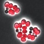 carnosus Z Taq S. carnosus antiz Taq PilA1-antiZ Taq pilt1 PilA1-Z Taq pilt1 PilA1-antiZ Taq pilt1 PilA1-Z Taq pilt1 Figure 9.