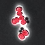 (A-E) Flow cytometry was used to assess the extent of binding, while (F-G) microscopy analysis helped visualize the nature of